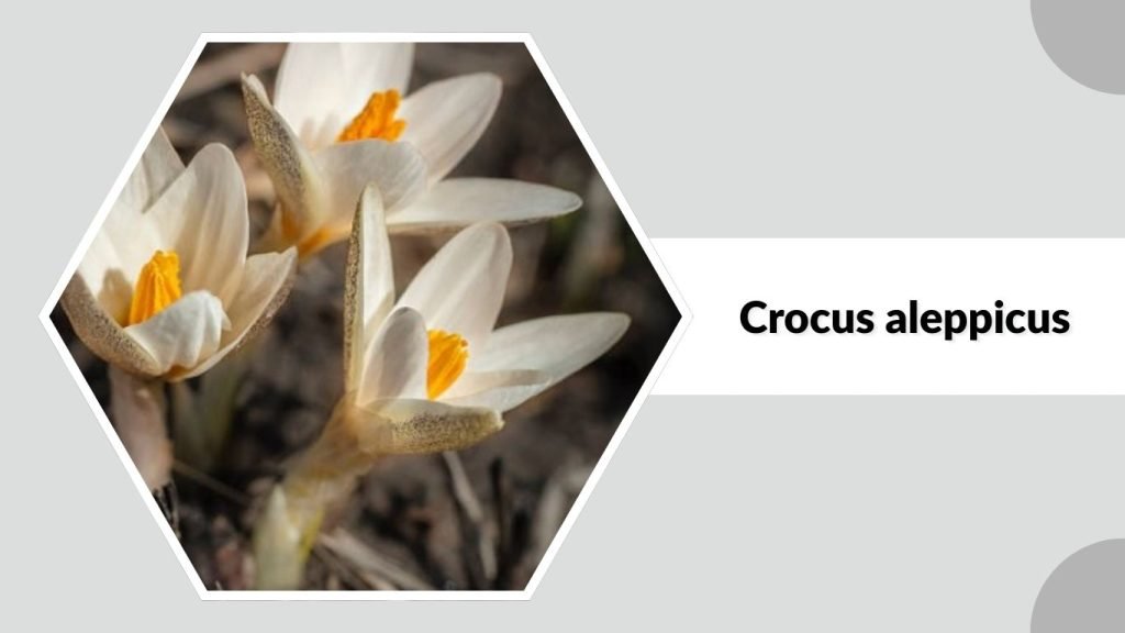 Crocus aleppicus