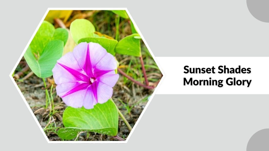 Sunset Shades Morning Glory
