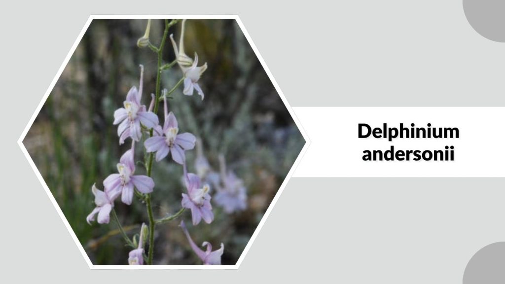 Delphinium andersonii