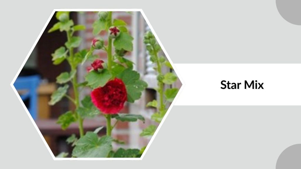 Alcea rosea ‘Star Mix’