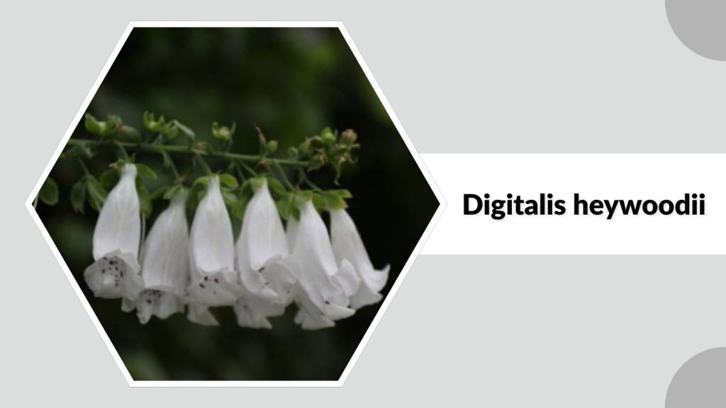 Digitalis heywoodii