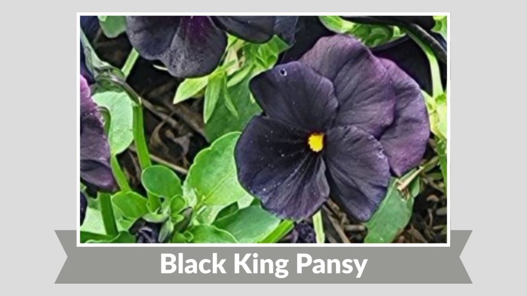 Black King Pansy