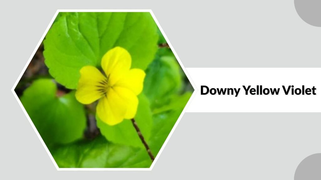 Downy Yellow Violet
