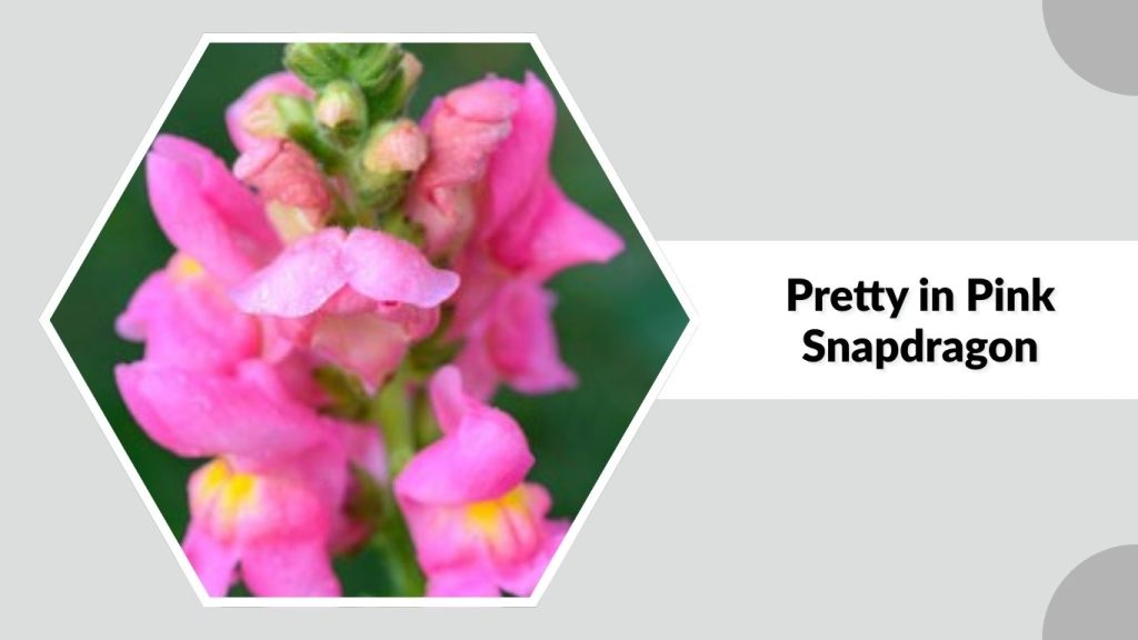 Pretty in Pink Snapdragon
