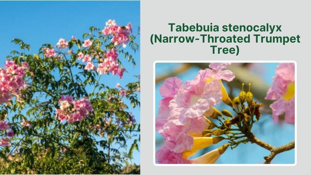 Tabebuia stenocalyx (Narrow-Throated Trumpet Tree)