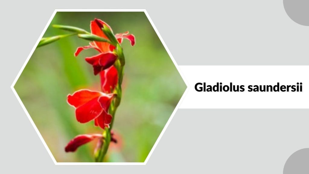 Gladiolus saundersii