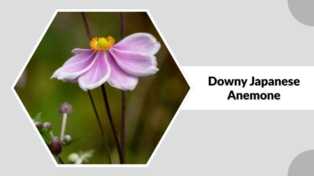 Downy Japanese Anemone