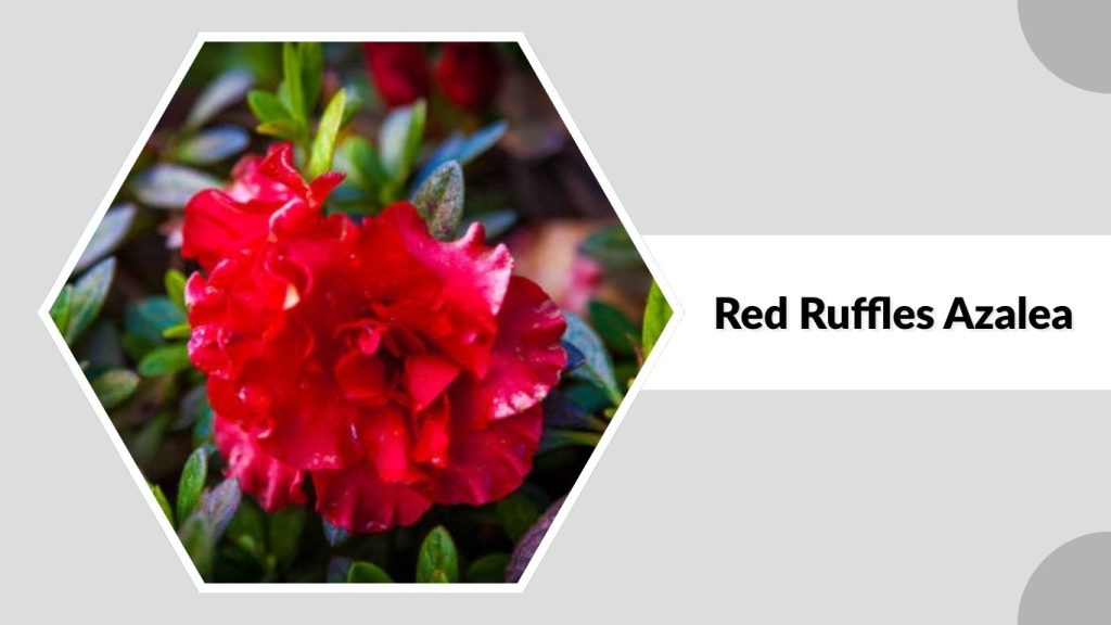 Red Ruffles Azalea
