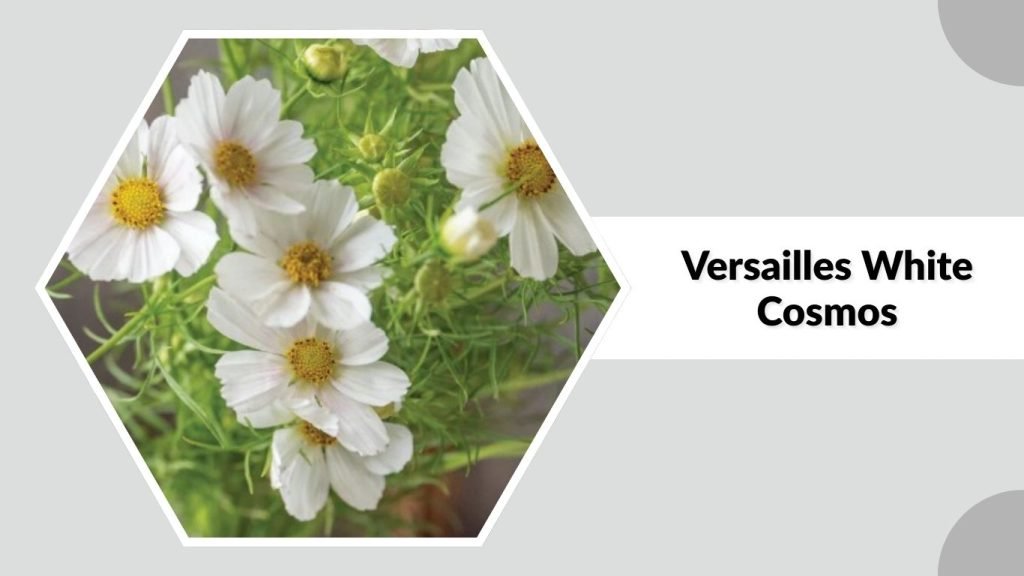 Versailles White Cosmos