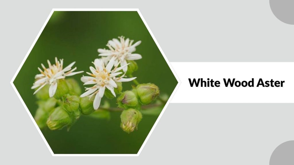 White Wood Aster