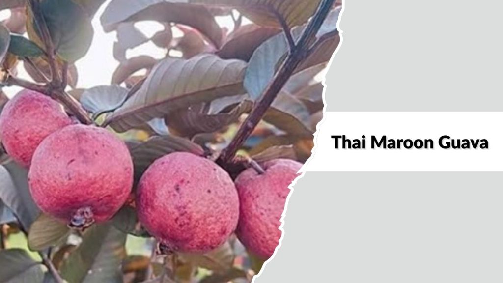 Thai Maroon Guava