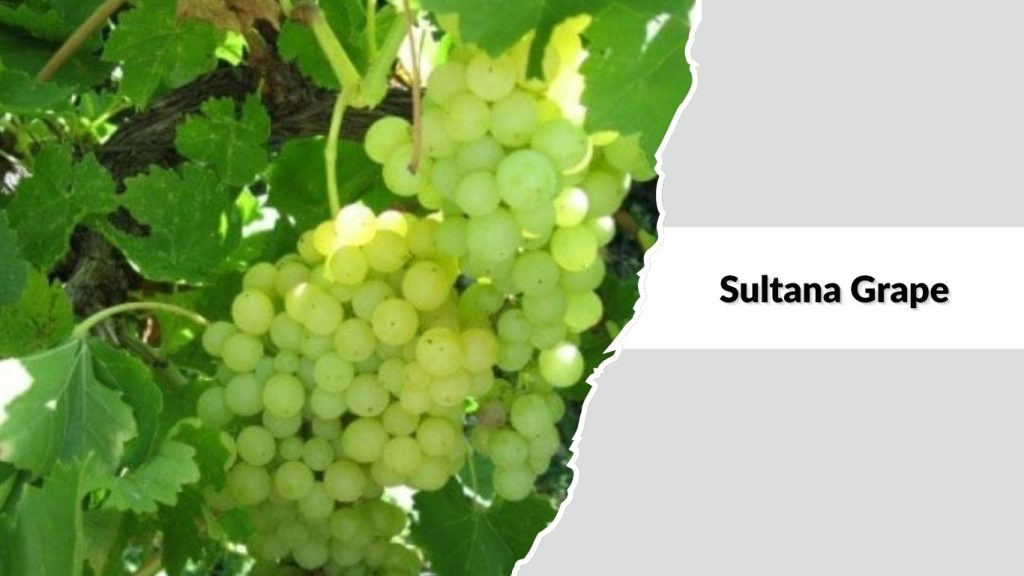 Sultana Grape