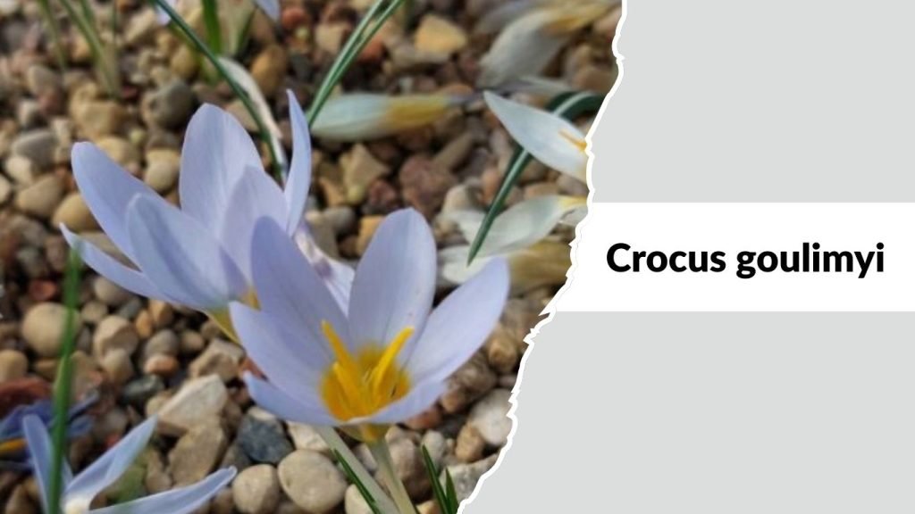 Crocus goulimyi