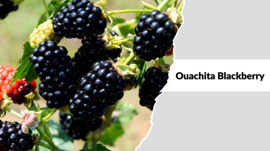 Ouachita Blackberry