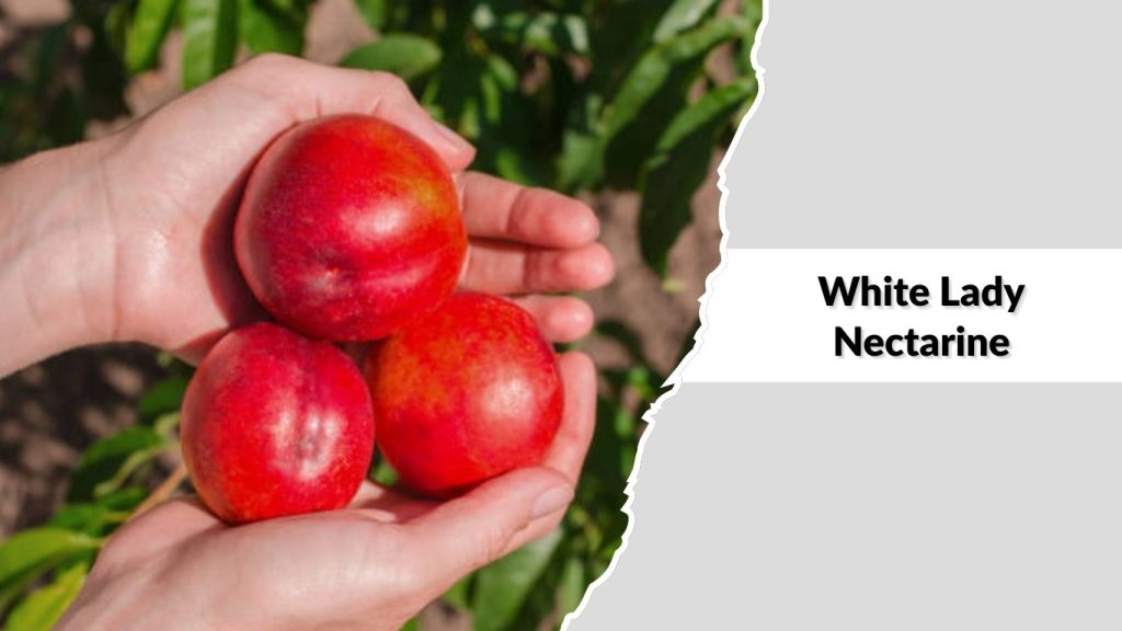 White Lady Nectarine