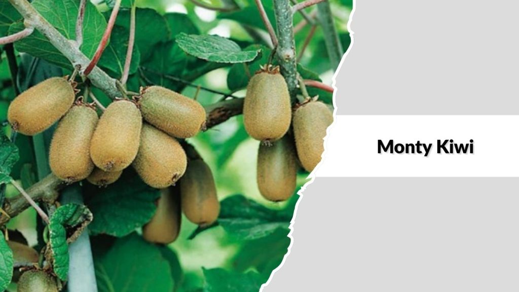 Monty Kiwi