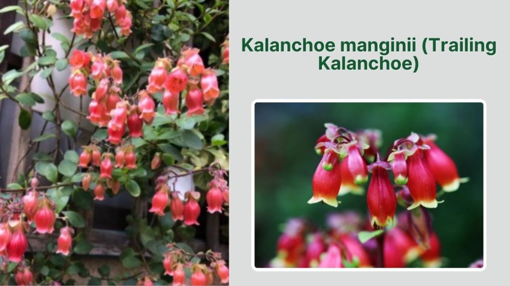 Kalanchoe manginii (Trailing Kalanchoe)