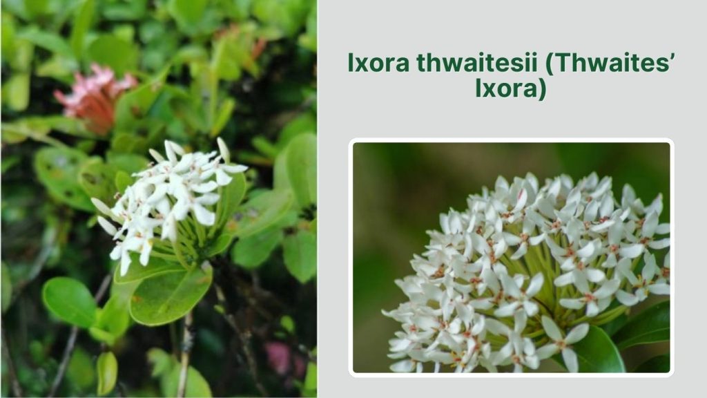  Ixora thwaitesii (Thwaites’ Ixora)