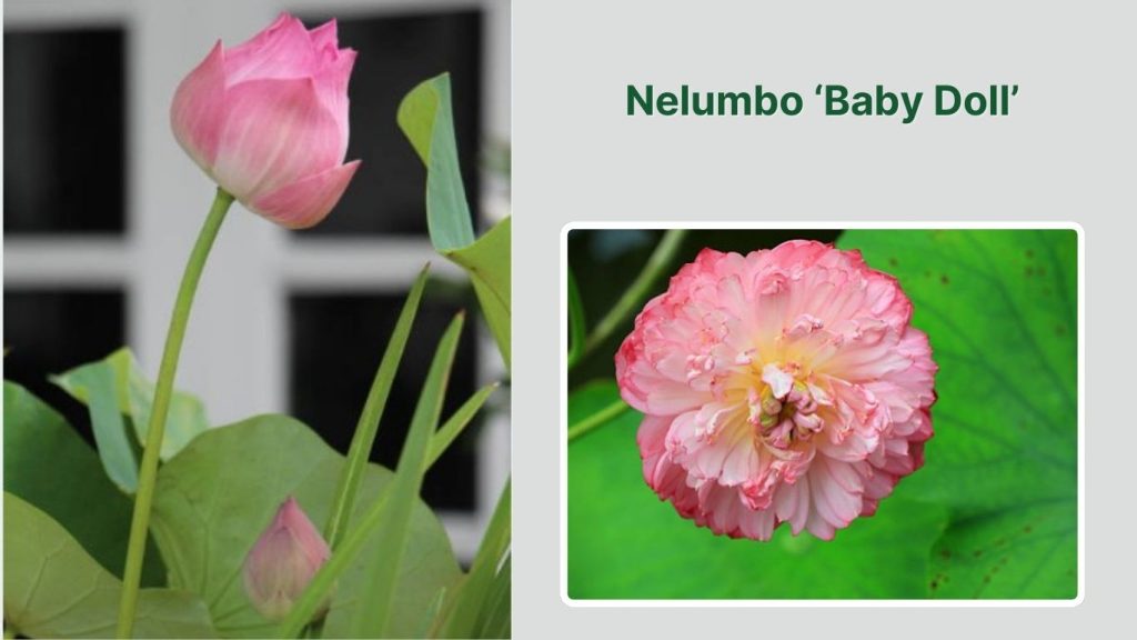 Nelumbo ‘Baby Doll’