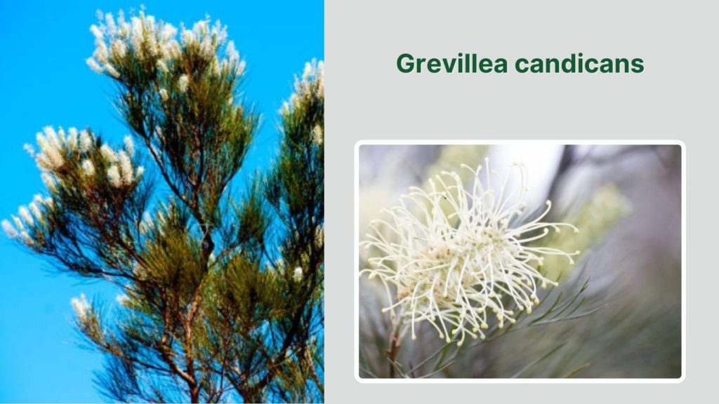Grevillea candicans