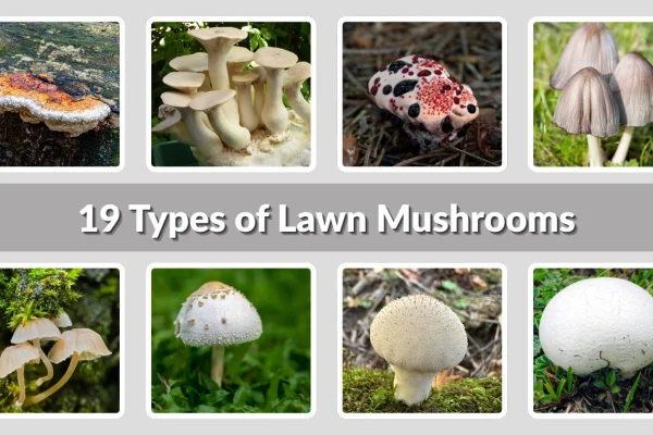 19 Types of Lawn Mushrooms Identification with Pictures