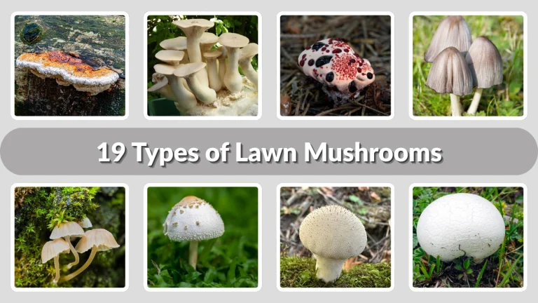 19 Types of Lawn Mushrooms Identification with Pictures