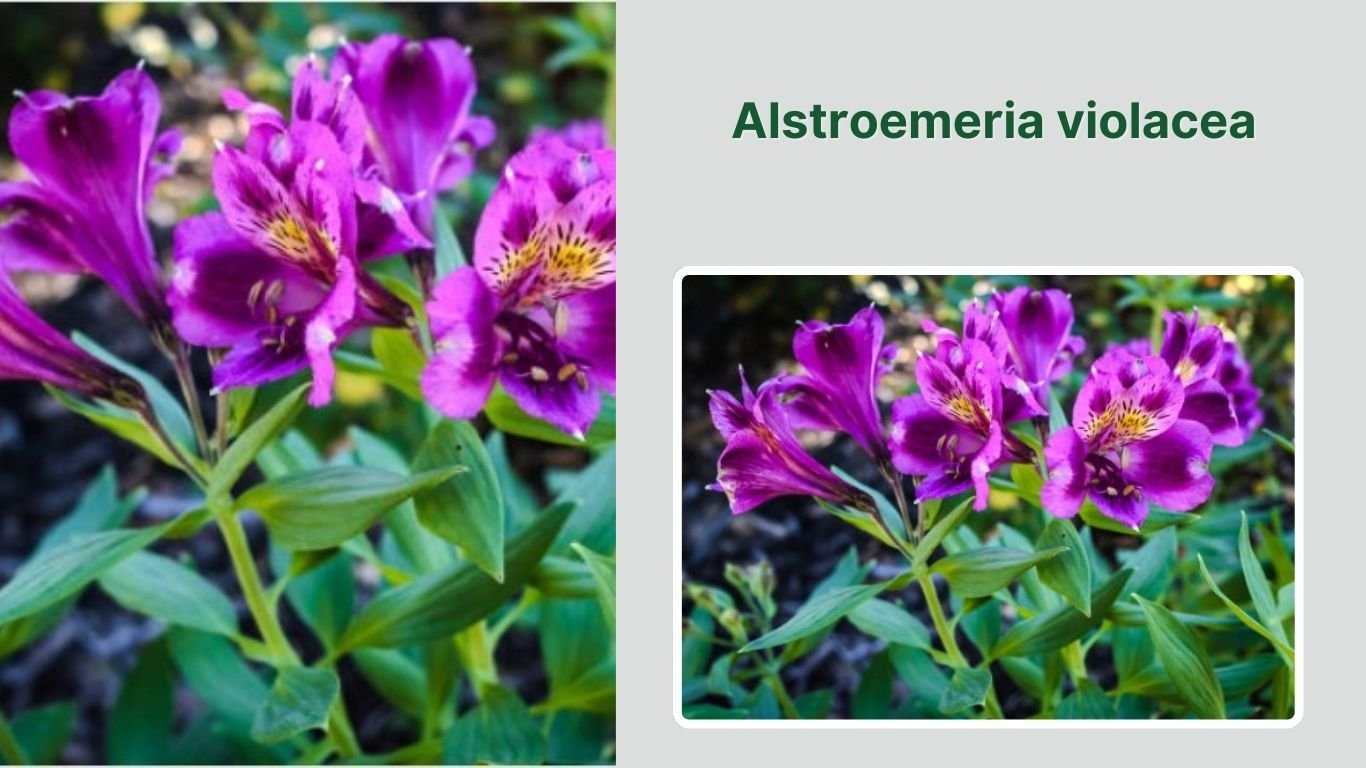 25 Types of Alstroemeria Flowers: Color Patterns, Blooming Season, ID ...