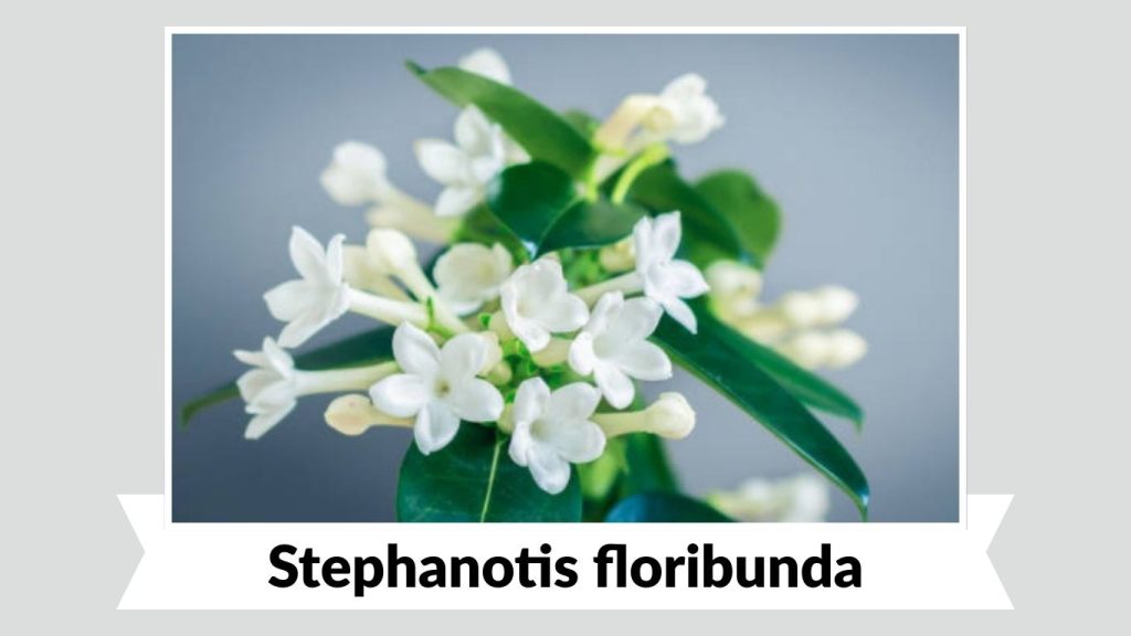 Stephanotis floribunda (Madagascar Jasmine)