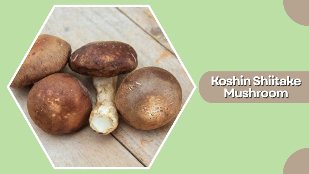 Koshin Shiitake Mushroom