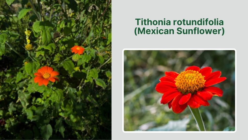 Tithonia rotundifolia (Mexican Sunflower)