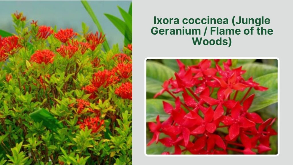  Ixora coccinea (Jungle Geranium / Flame of the Woods)