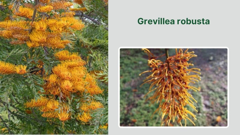 Grevillea robusta