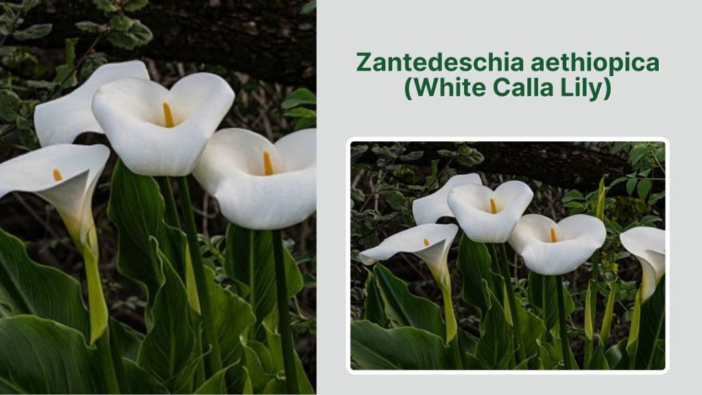 Zantedeschia aethiopica (White Calla Lily)
