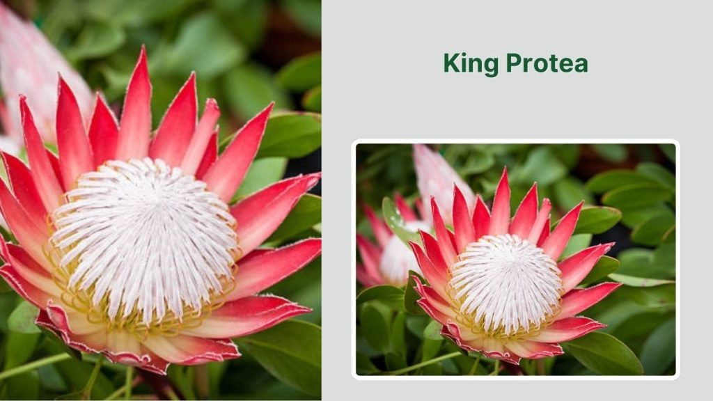 King Protea