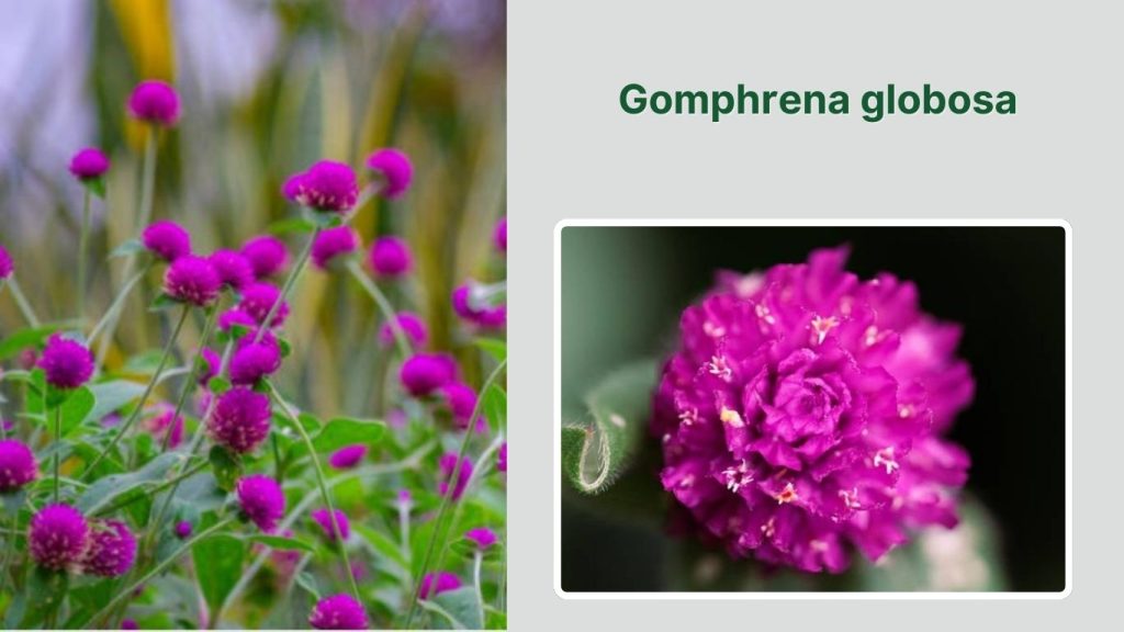 Gomphrena globosa