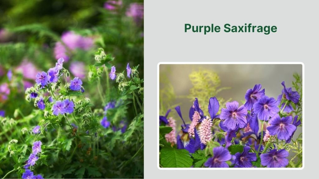 Purple Saxifrage