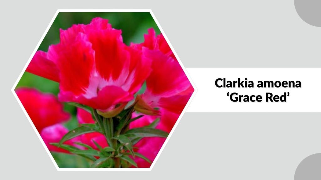 Clarkia amoena ‘Grace Red’