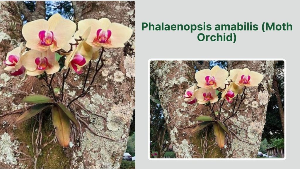 Phalaenopsis amabilis (Moth Orchid)