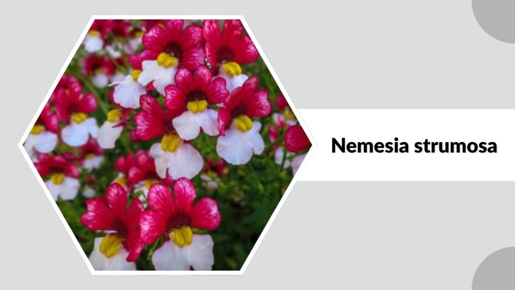 Nemesia strumosa