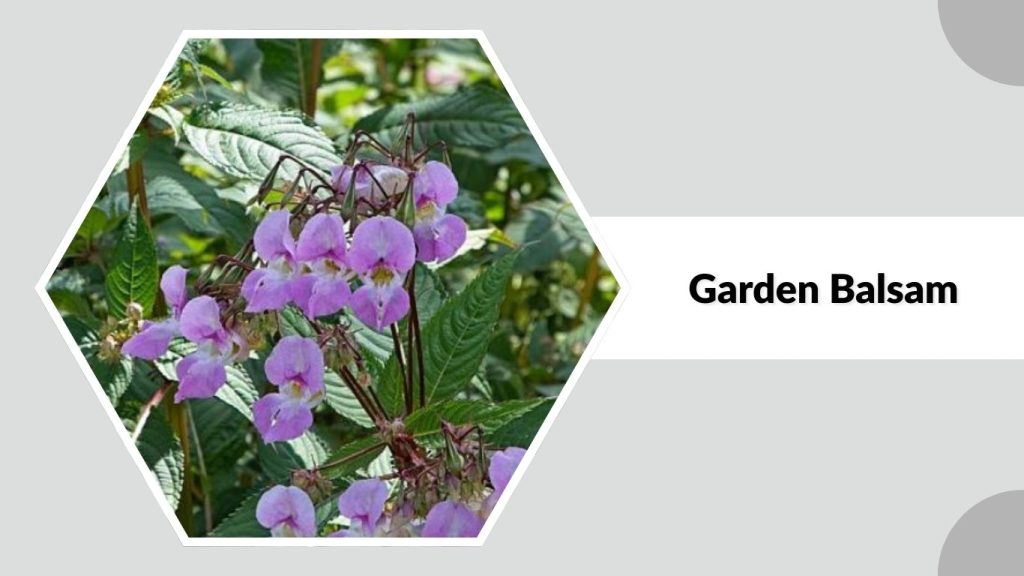 Garden Balsam
