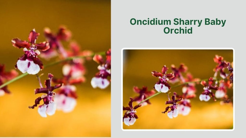 Oncidium Sharry Baby Orchid