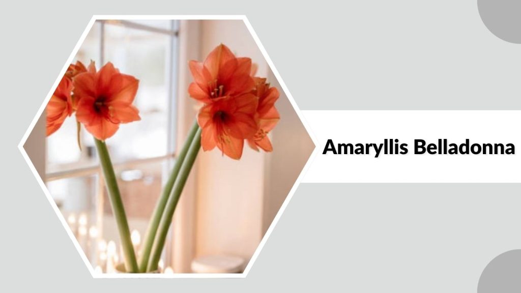 Amaryllis Belladonna