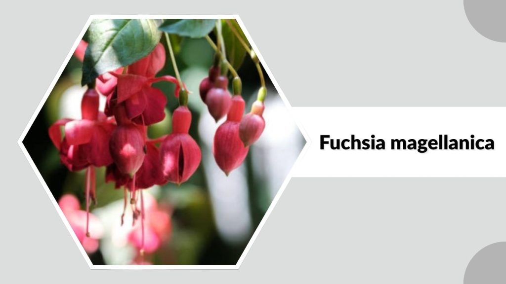 Fuchsia magellanica