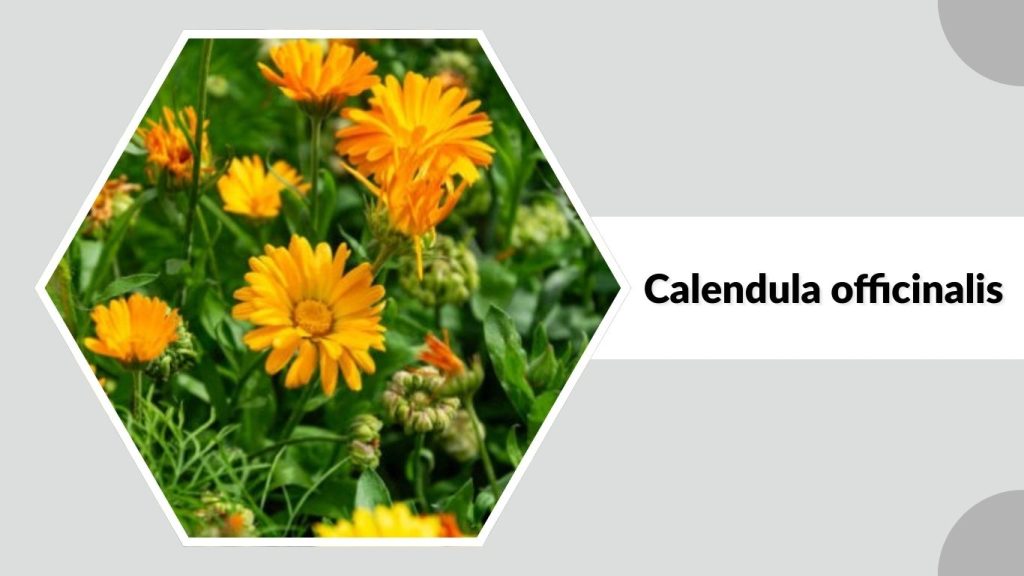 Calendula officinalis