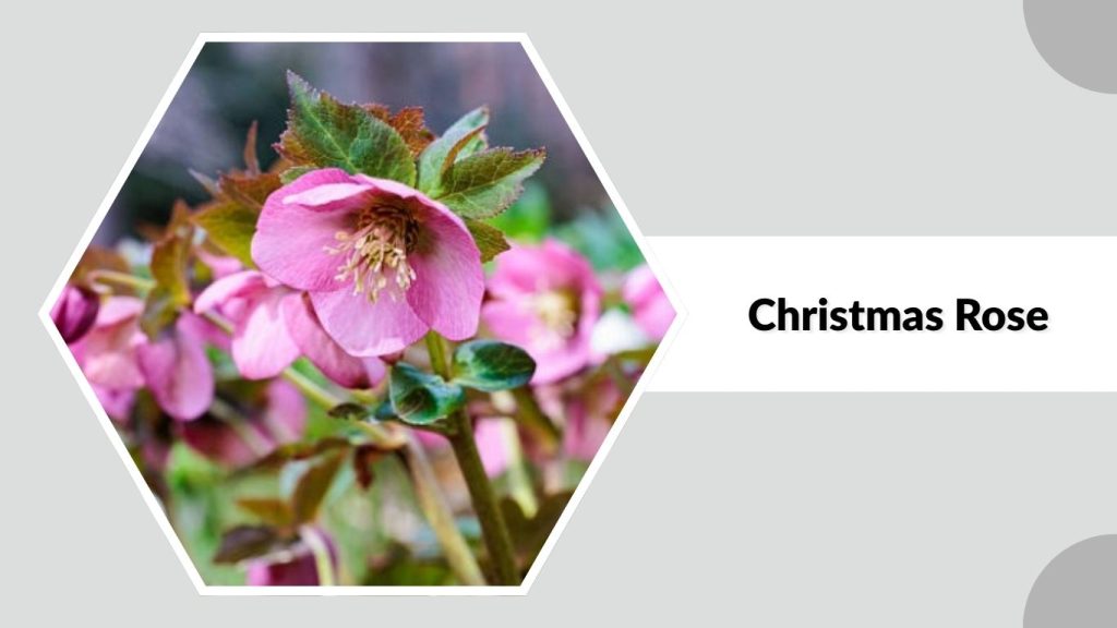 Christmas Rose