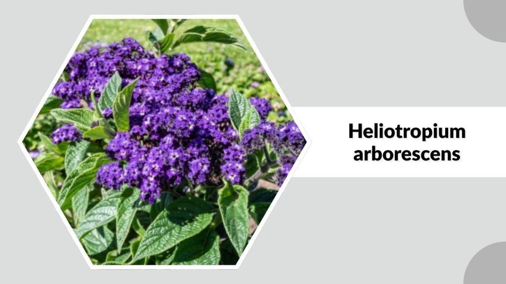 Heliotropium arborescens