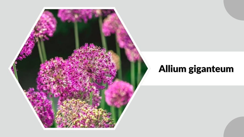  Allium giganteum