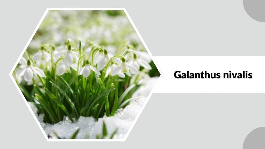 Galanthus nivalis