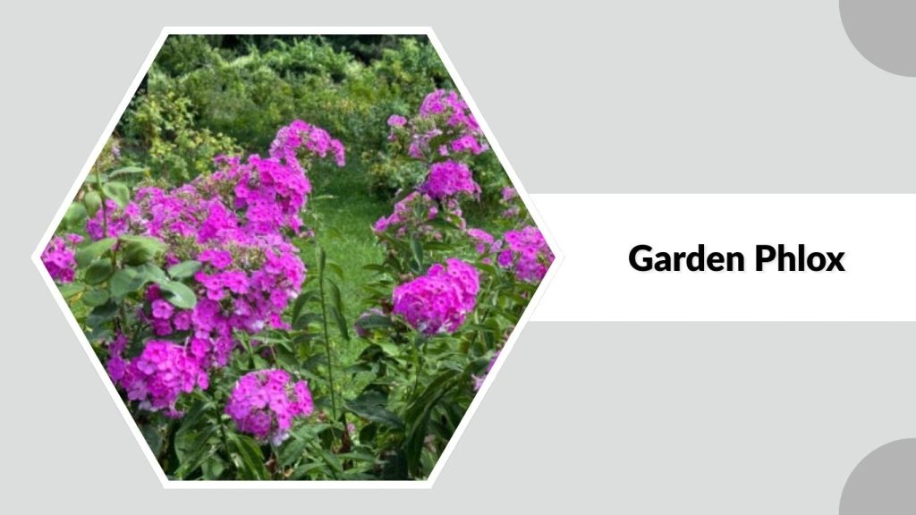 Garden Phlox