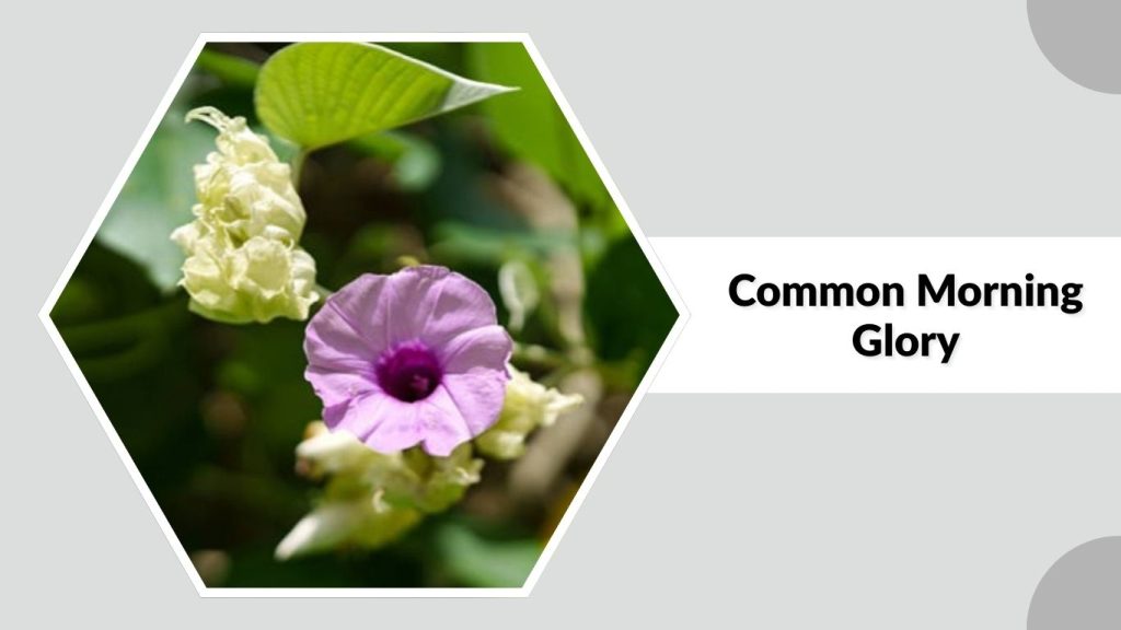 Common Morning Glory